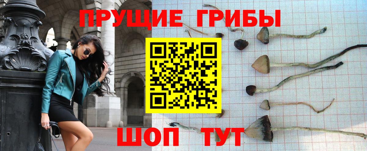 Галлюциногенные грибы MAGIC MUSHROOMS  Вход с VPN  где можно купить наркотик  Новороссийск 